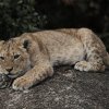 Löwenkind, Serengeti